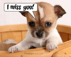 Cute Dog Image - I Miss You!