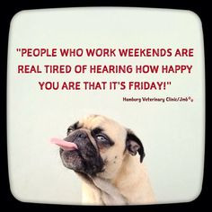 Friday Humor: Animal Funny: Cute Dog: Working on the Weekend: A little ...