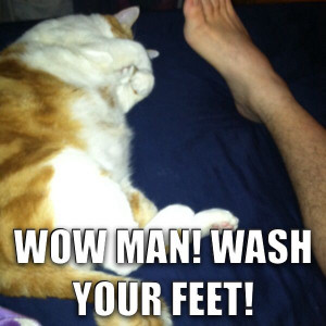 Cat Meme, Stinky Feet: Animal Humor, Cat Memes