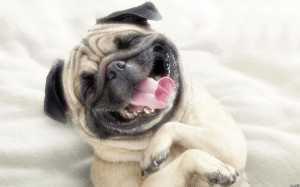 Dogs smiling funny animals wallpaper background