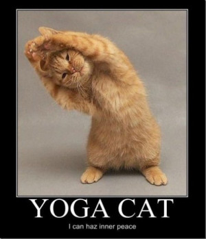 Yoga Cat Meme