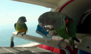 Due to a common flight delay, these birds had the opportunity to ...