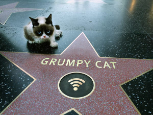 Okay, NOW this “Grumpy Cat” thing’s gone too far…