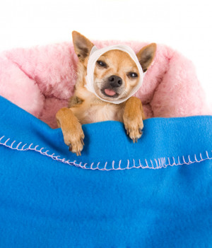 Feeling Sick Dog Sick as a dog!