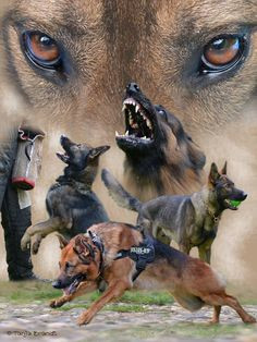 Military and Law Enforcement Working Dogs. Home and Family Protector ...
