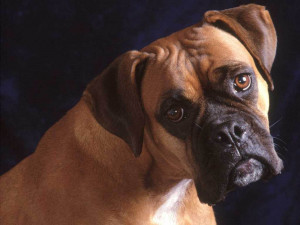 the Boxer Dog Wallpapers, Boxer Dog Desktop Wallpapers, Boxer Dog ...