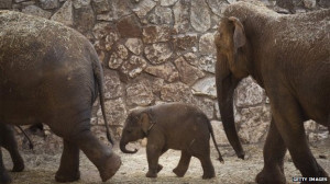 RAMAT GAN, ISRAEL - OCTOBER 13: New born Asian elephant calf Lalana ...
