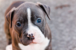 cute-and-funny-pitbull-puppy