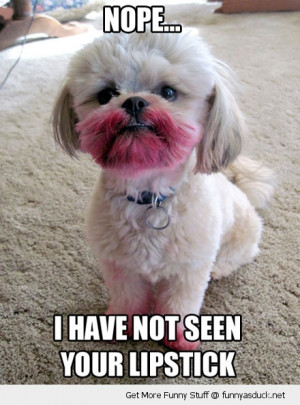 lipstick dog animal haven't seen red funny pics pictures pic picture ...