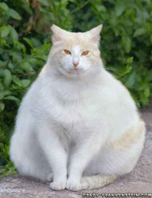 white-fat-cat.jpg