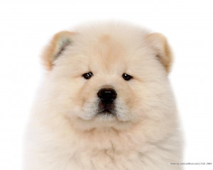 Fluffy Chow Chow Puppies wallpaper - Chow Chow puppy Pictures 1280 ...