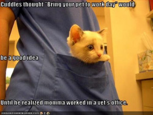 funny-pictures-kitten-visits-vet
