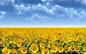 : Sunflowers Wallpapers, Sunflowers DesktopWallpapers, Sunflowers ...