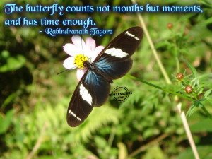 butterfly counts moments