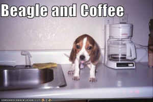 Funny Beagle Pictures on Funny Pictures Beagle Picture By ...