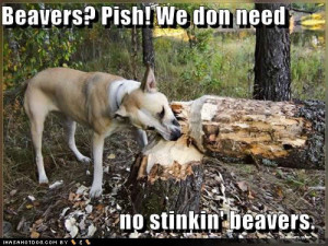 Funny beaver pictures gallery