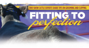 Cattle: Fitting to Perfection
