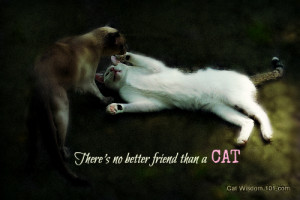 catwisdom101.complaying-cats-friends-quote