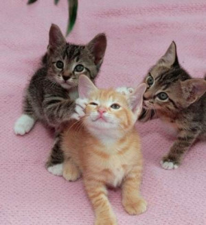 Kittens_Playing