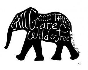 good things are wild & free! Wild And Free, Quotes Wilderness, Wild ...