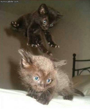 Jump_Attack_Ninja_Kitten