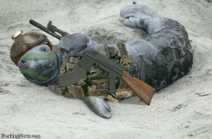 Funny Animals With Guns New Pictures 2013