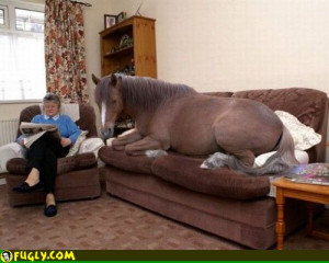 Horse Hair Pillow
