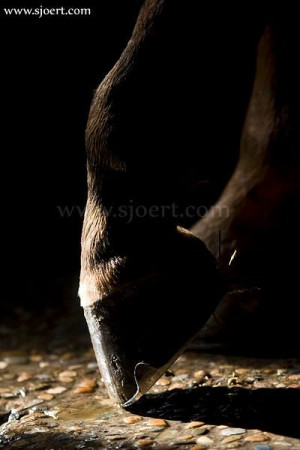 amazing and beautiful horse pictures ♥