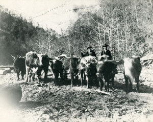 Image Gallery Coal Miners Daughter