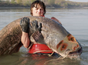 white admiral butterfly migration