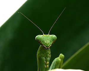 Praying Mantis Image Only
