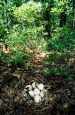 Wild Turkey Nest With Eggs In Spring Pennsylvania USA