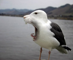 Funny Seagull