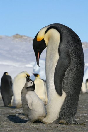 Emperor Penguin (Aptenodytes forsteri)