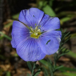 Related Blue Flax Flower Linum