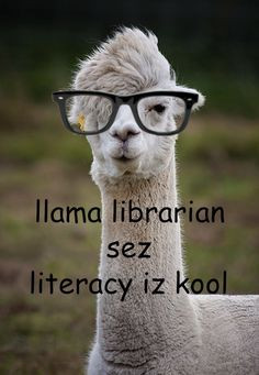 llama librarian More