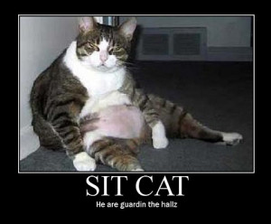 22 Inspirational Cat Posters that will Motivate and Entertain You