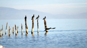 funny birds on lake landscape facebook timeline cover 1366x768 pixel ...
