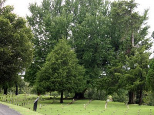 The photo is from the National Cemetery in Vicksburg, but it calls to ...
