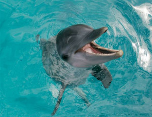 Dolphins appear to do nonlinear mathematics