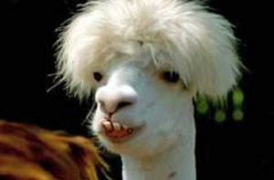 Ugliest animals in world