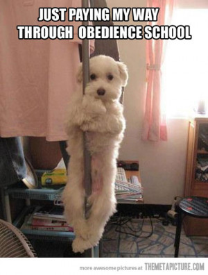 Dog Pole Dancing