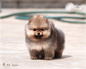 funny pic pomeranians jobspapa