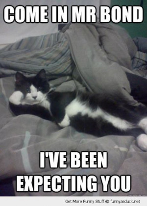 cat animal lolcat lying bed paw head mr bond been expecting you james ...