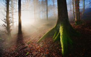 Moss and Morning Mist Google Themes