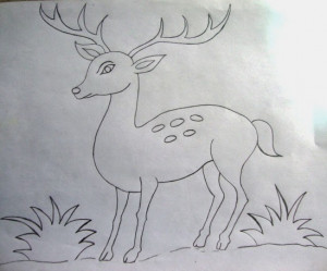 drawing of deer cheetal sketch drawings sketches line art pictures ...