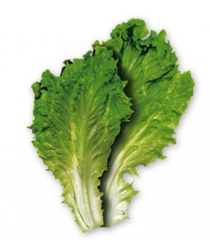 Lettuce Vegetable Pictures, Images & Photos