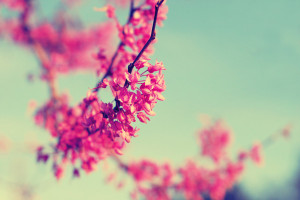 25 Fabulous Collection Of Flower Photography