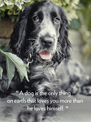 home quotes 16 dog quotes that will melt your heart