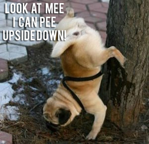 funny pug pictures 7